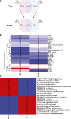 Circular RNA, microRNA and Protein Profiles of the Longissimus Dorsi of Germany ZIKA and Sichuan White Rabbits